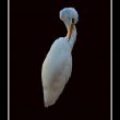 Grande Aigrette